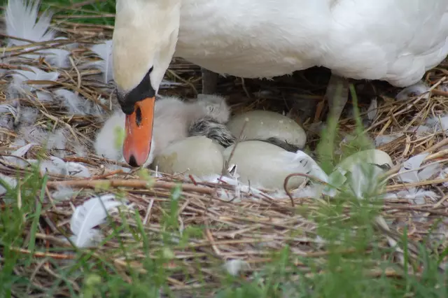 Foto: Heidrun Rosenberger