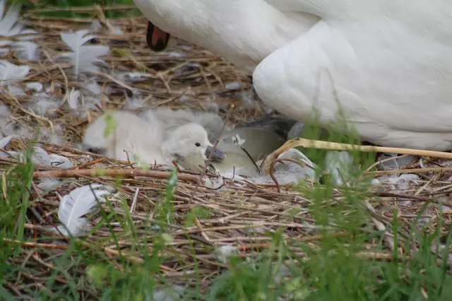 Foto: Heidrun Rosenberger