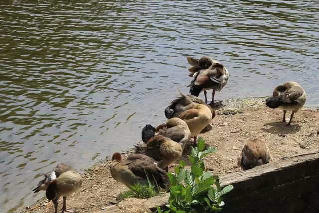 Schwäbisch Hall- Ackeranlagen/ Unterwöhrd | Foto: Ralf Röser