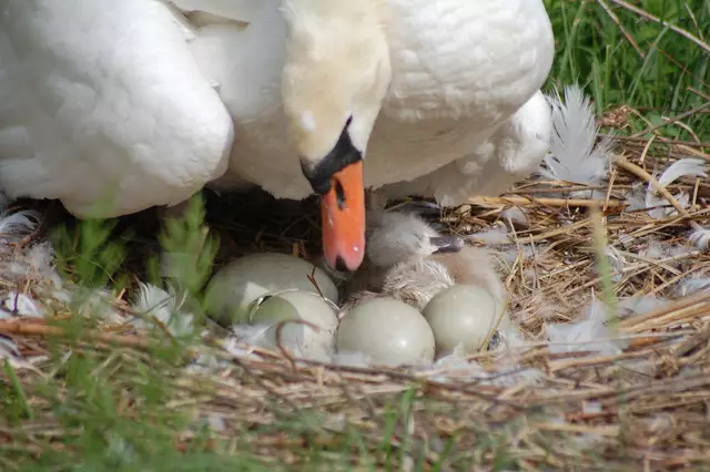 Das Erstgeschlüpfte ist schon schön flauschig, Nr. 2 muss noch trocknen.
 | Foto: Heidrun Rosenberger