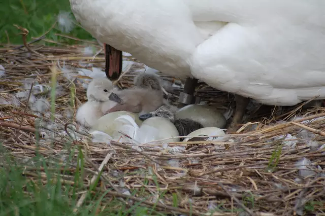 Und plötzlich ging es drunter und drüber. | Foto: Heidrun Rosenberger