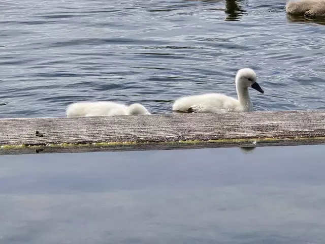 Foto: Heidrun Rosenberger