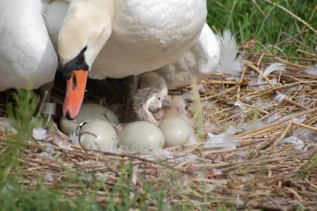 Foto: Heidrun Rosenberger