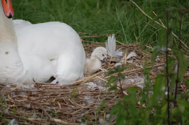 Foto: Heidrun Rosenberger