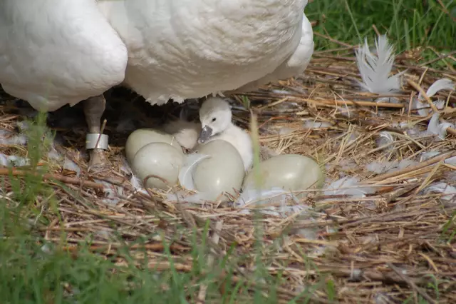 Foto: Heidrun Rosenberger