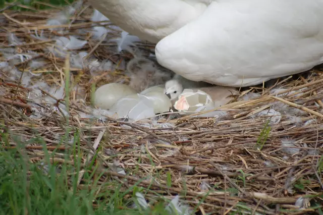 Foto: Heidrun Rosenberger