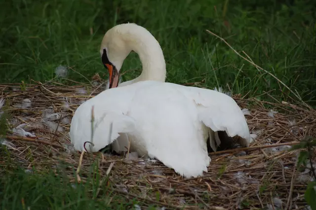 So, hier war erst mal Ruhe. Mittlerweile war es 18.30 Uhr, mir war kalt und ich habe schweren Herzens den Heimweg angetreten.
Aber ich komme wieder. | Foto: Heidrun Rosenberger