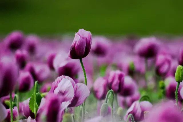 Foto: Stephanie Rüdele