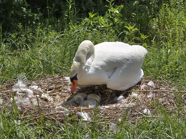 Ab hier war mir klar, mit meinem Handy gibt das keine guten Fotos. Also bin ich nochmals heim und hab die Kamera geholt. | Foto: Heidrun Rosenberger