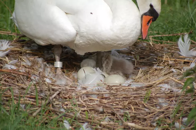 Foto: Heidrun Rosenberger