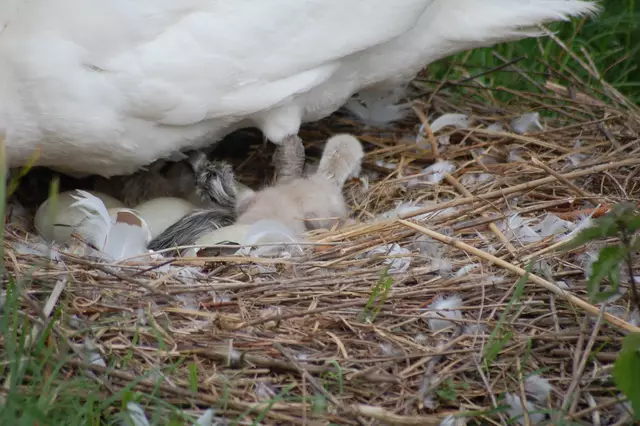 Auch ein pitschnasses Kerlchen. | Foto: Heidrun Rosenberger