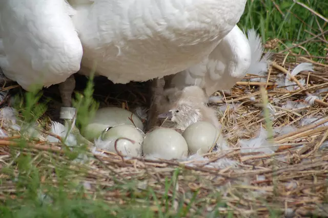 Foto: Heidrun Rosenberger