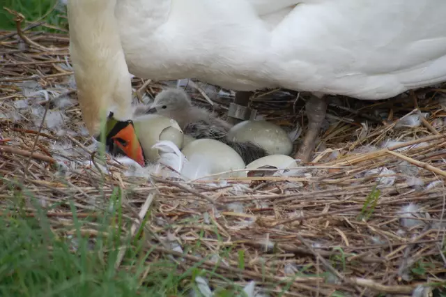 Foto: Heidrun Rosenberger