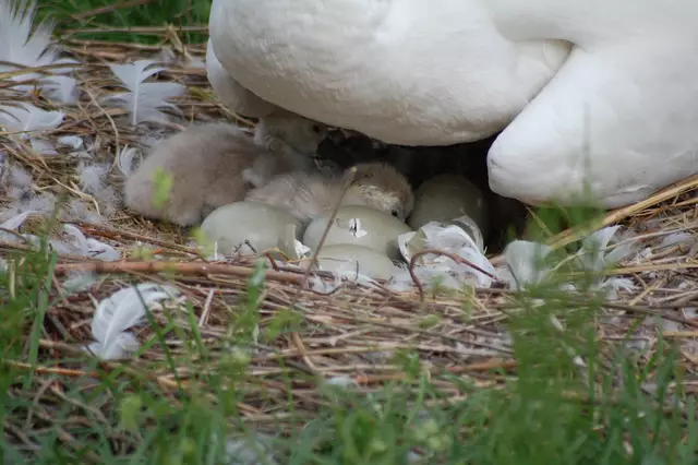 Nr. 4 will aus dem Ei. | Foto: Heidrun Rosenberger