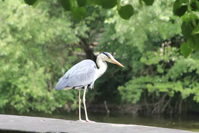 Schwäbisch Hall- Ackeranlagen/ Unterwöhrd | Foto: Ralf Röser