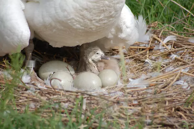 Foto: Heidrun Rosenberger
