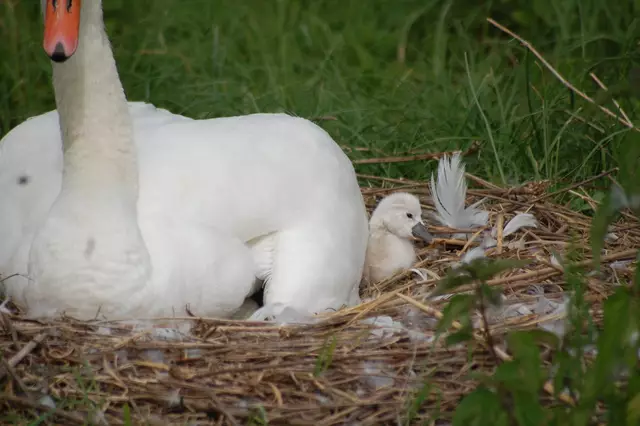 Foto: Heidrun Rosenberger