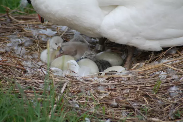 Foto: Heidrun Rosenberger