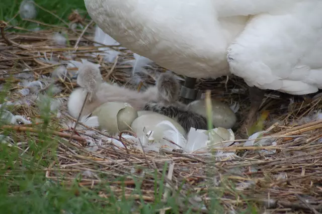 Foto: Heidrun Rosenberger
