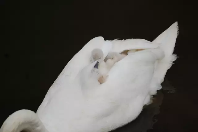 Unterwegs habe ich das Schwanenpaar vom Eiland getroffen - SCHWANENTAXI - alle viere Huckepack, das habe ich so auch noch nie gesehen. War ein schöner Abschluss eines aufregenden Tages.  | Foto: Heidrun Rosenberger
