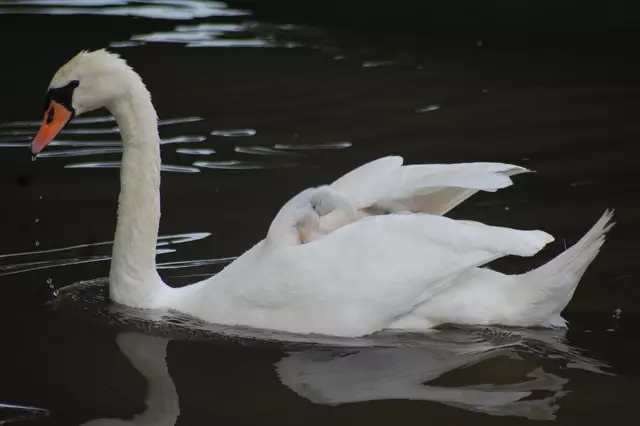 Foto: Heidrun Rosenberger