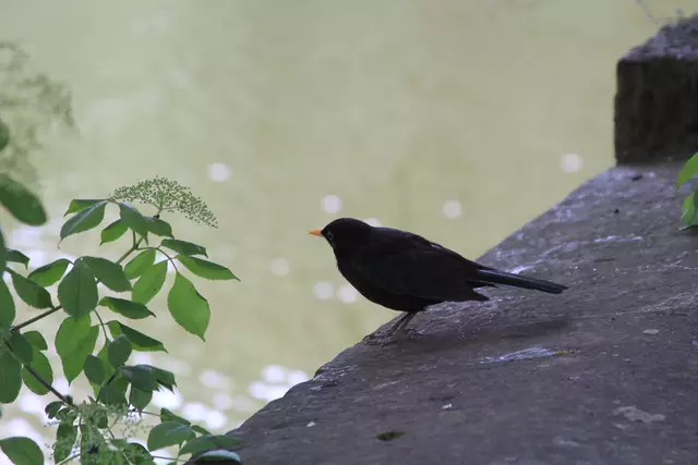 Schwäbisch Hall- Ackeranlagen/ Unterwöhrd | Foto: Ralf Röser