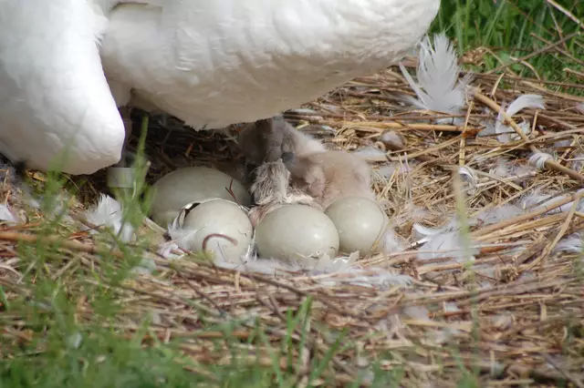 Hier kommt Küken Nr. 2 | Foto: Heidrun Rosenberger
