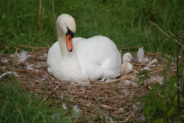 Foto: Heidrun Rosenberger