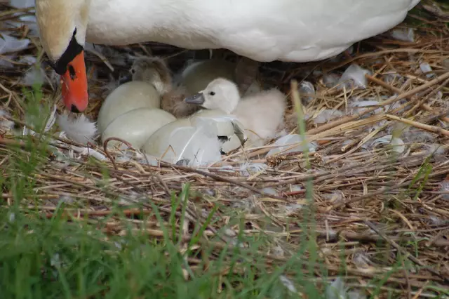 Foto: Heidrun Rosenberger