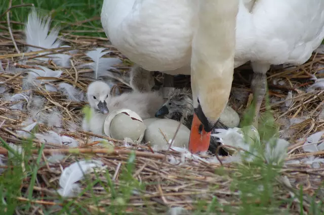 Wieder wurden die Eier gedreht.  | Foto: Heidrun Rosenberger