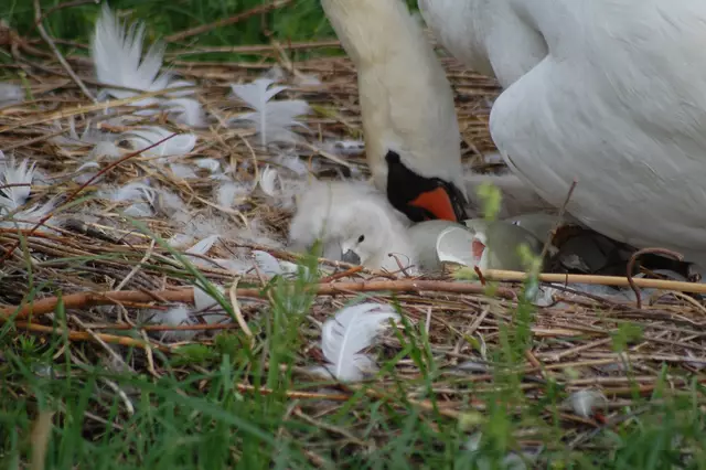 Foto: Heidrun Rosenberger