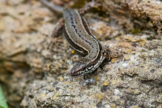 Ein süßes Züngle 😊 | Foto: WKY