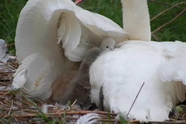 Der erste Eindruck, als ich zum Nest kam.  | Foto: Heidrun Rosenberger