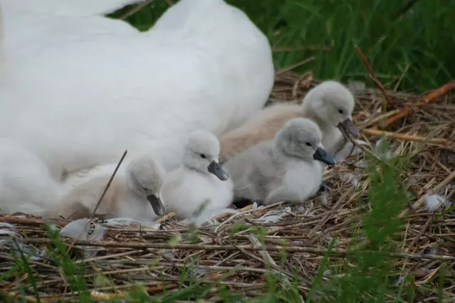 Foto: Heidrun Rosenberger