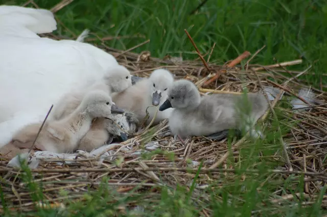Foto: Heidrun Rosenberger