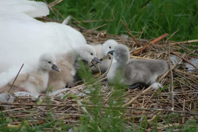 Foto: Heidrun Rosenberger