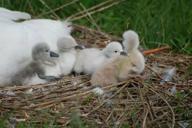 Foto: Heidrun Rosenberger