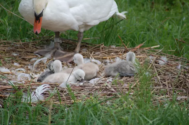 Dann hab ich es gesehen. | Foto: Heidrun Rosenberger