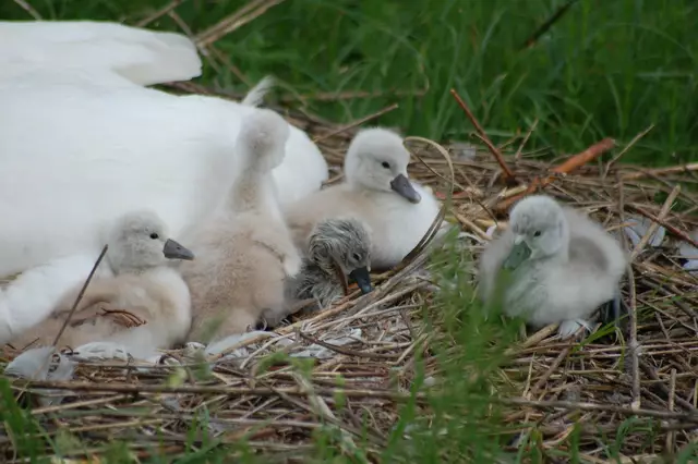 Foto: Heidrun Rosenberger