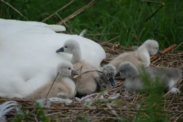 Foto: Heidrun Rosenberger