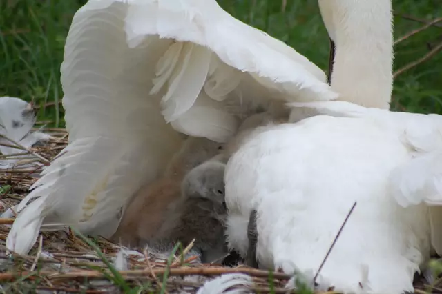 Foto: Heidrun Rosenberger