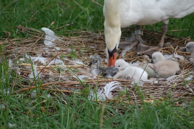 Die Schwänin hat das frisch geschlüpfte Küken immer angestupst, dabei hat sie laut "gerufen", es klang fast schon wie jammern. | Foto: Heidrun Rosenberger
