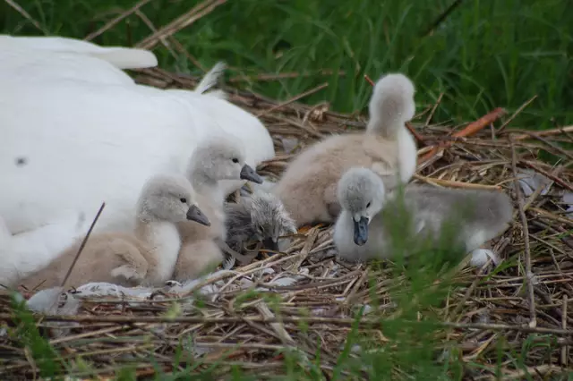 Foto: Heidrun Rosenberger