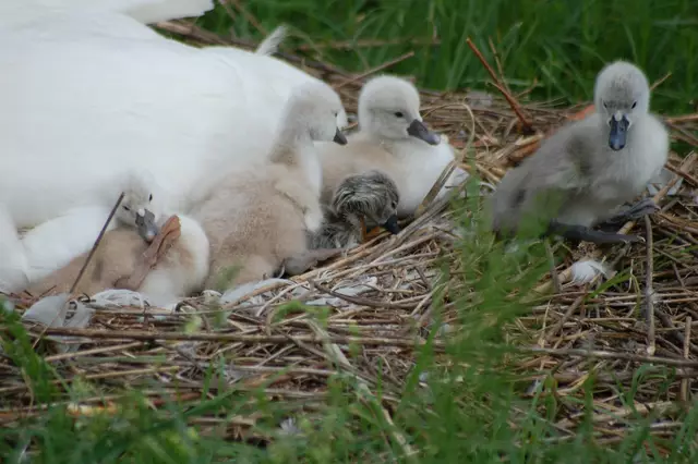 In der Mitte das frisch geschlüpfte Küken. Es sieht ziemlich schwach aus. | Foto: Heidrun Rosenberger