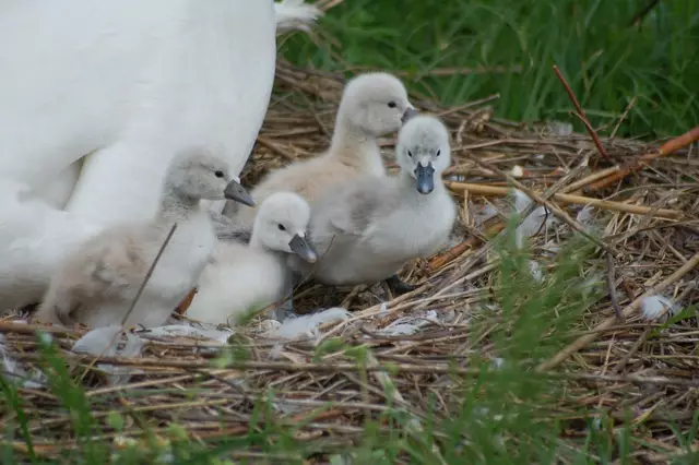 Foto: Heidrun Rosenberger