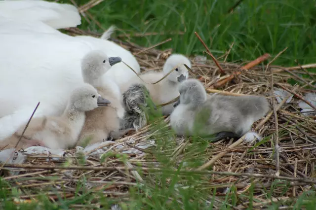 Foto: Heidrun Rosenberger
