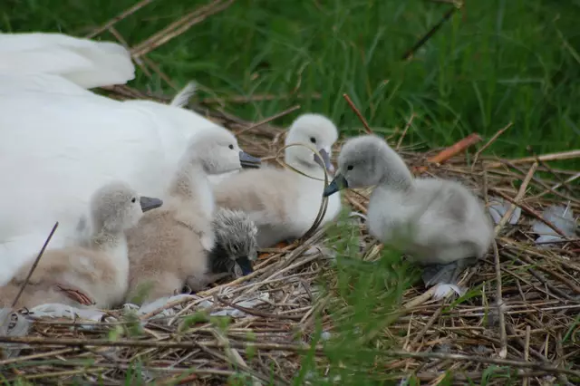 Foto: Heidrun Rosenberger