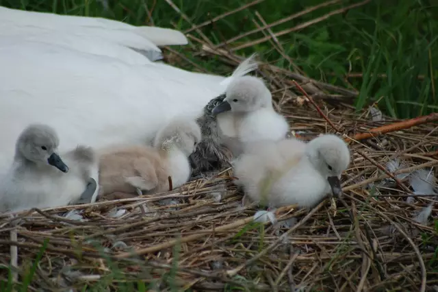 Foto: Heidrun Rosenberger