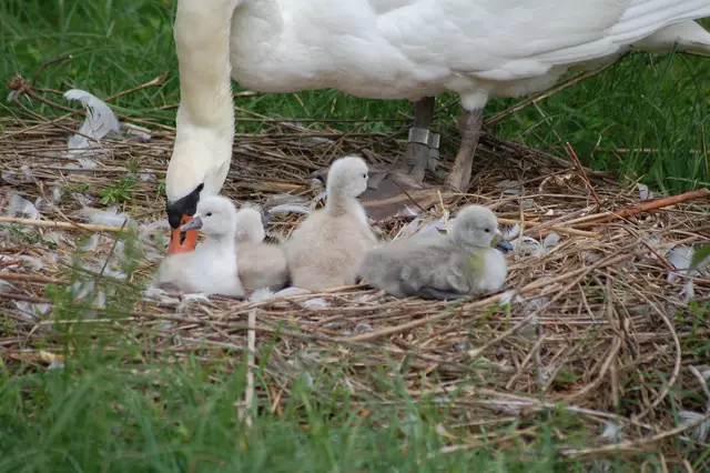 Der neue Schlupf war hinter den anderen Küken leider schlecht zu sehen. | Foto: Heidrun Rosenberger