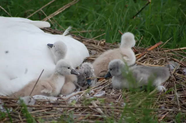 Foto: Heidrun Rosenberger